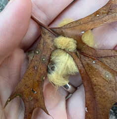 Callirhytis infuscata