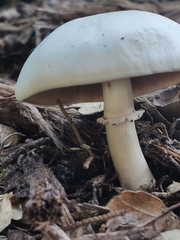 Agaricus californicus