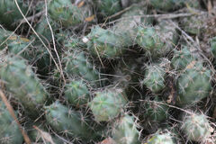 Echinocereus berlandieri
