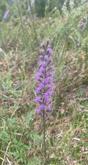 Liatris spicata
