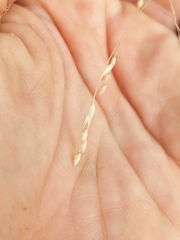 Panicum hallii
