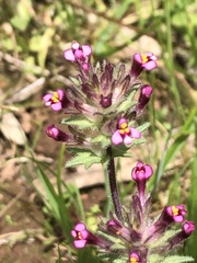 Parentucellia latifolia