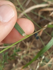 Panicum hallii