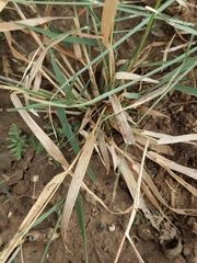 Panicum hallii