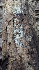 Henningsomyces candidus