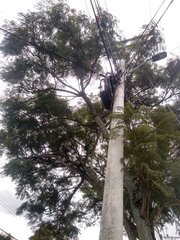 Jacaranda mimosifolia