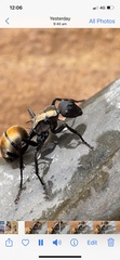 Polyrhachis ammon