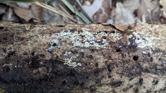 Henningsomyces candidus