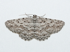 Psilosticha absorpta