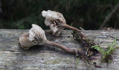 Lentinellus omphalodes