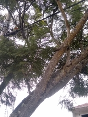 Jacaranda mimosifolia