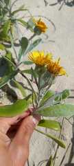 Senecio crassiflorus