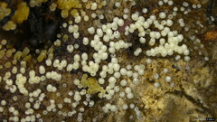 Henningsomyces candidus