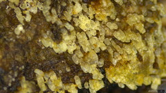 Henningsomyces candidus