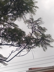 Jacaranda mimosifolia