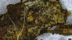 Henningsomyces candidus