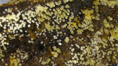 Henningsomyces candidus