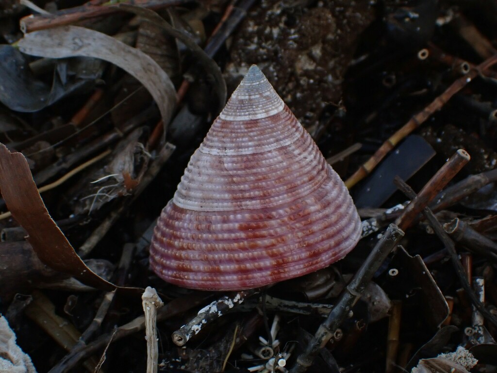 Astele armillata