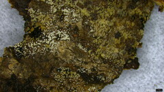 Henningsomyces candidus