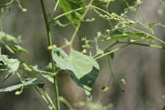 Abutilon trisulcatum