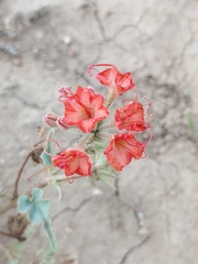 Nyctaginia capitata