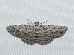 Psilosticha absorpta