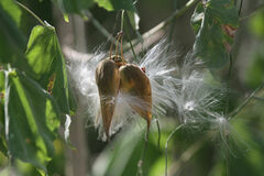 Funastrum cynanchoides