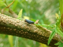 Fulgoromorpha
