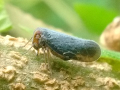 Fulgoromorpha
