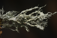 Ramalina subleptocarpha
