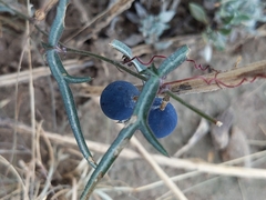 Passiflora tenuiloba