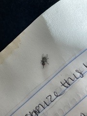 Calyptratae