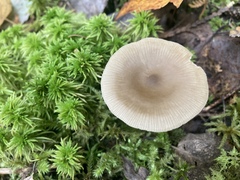 Entoloma strictius