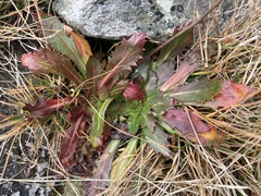 Micranthes petiolaris