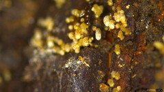 Henningsomyces candidus