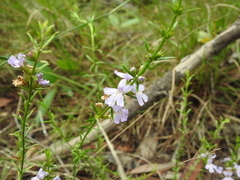 Westringia tenuicaulis