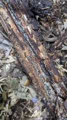 Henningsomyces candidus