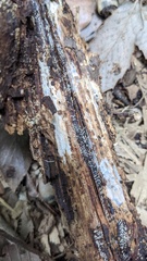 Henningsomyces candidus