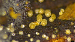 Henningsomyces candidus