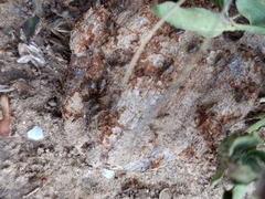 Tenuirostritermes