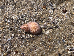 Phasianella ventricosa