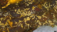 Henningsomyces candidus