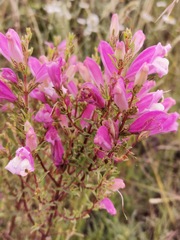 Lamourouxia dasyantha