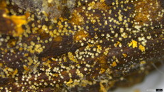 Henningsomyces candidus