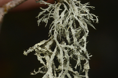 Ramalina subleptocarpha