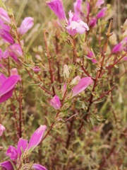 Lamourouxia dasyantha