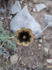 Berlandiera lyrata