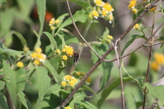 Copestylum violaceum
