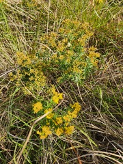 Euthamia leptocephala