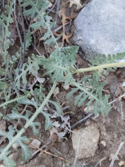 Berlandiera lyrata